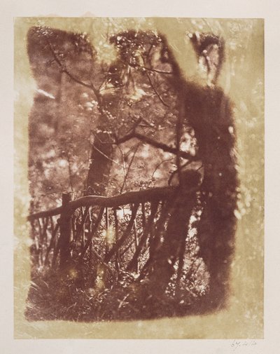 Hegn og træer i Colinton Wood (saltpapirtryk fra kalotypenegativ) af David Octavius Hill