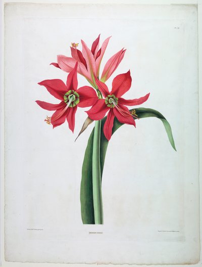 Amaryllis domstol af De Gouy