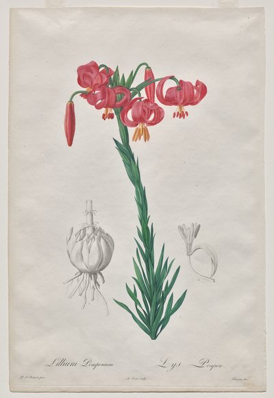 Lillium Pomponium (Turban Lily), tallerken 7 fra Les Liliacées af De Gouy