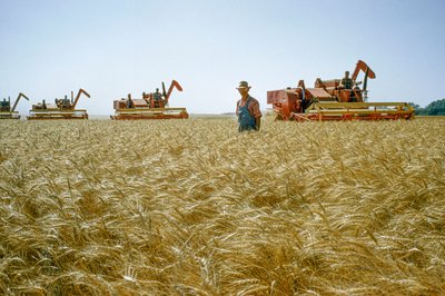 En landmand går gennem hoftehøj hvede, mens mejetærskerne kører bag ham. Partridge, Kansas. af Dean Conger