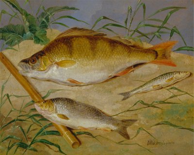En lystfiskerfangst af grov fisk af Dean Wolstenholme