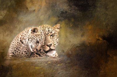 Leopardfamiliens ømhed af Debbie Lefever