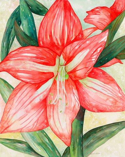 Amaryllis, 2005 (akvarel) af Deborah Eve Alastra