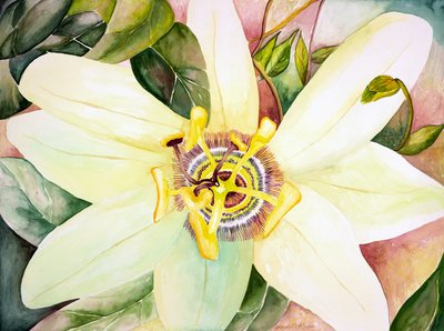 Passionsblomst, 2007 (akvarel) af Deborah Eve Alastra
