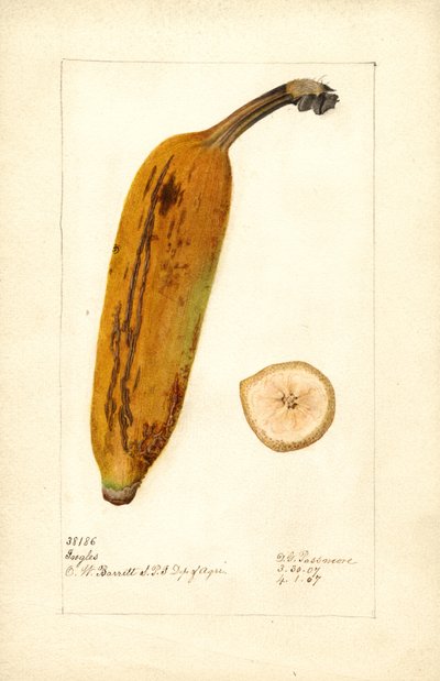 Banan (Musa: Ingles) (akvarel) af Deborah Griscom Passmore