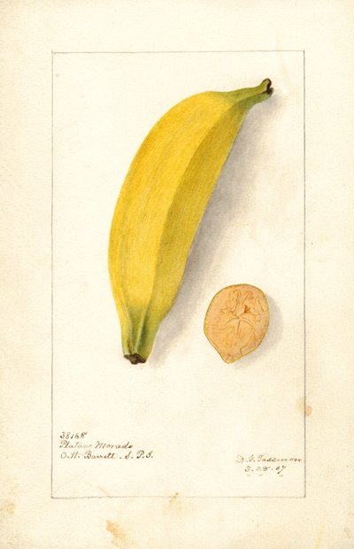Bananer (Musa: Lilla banan) (akvarel) af Deborah Griscom Passmore