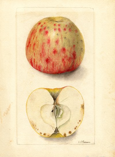 Bittere æbler (Malus domestica) (akvarel) af Deborah Griscom Passmore