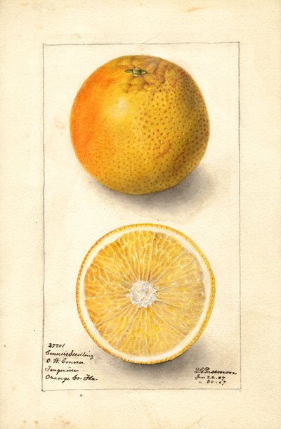 Conners frøplanter af appelsiner (Citrus sinensis) (akvarel) af Deborah Griscom Passmore