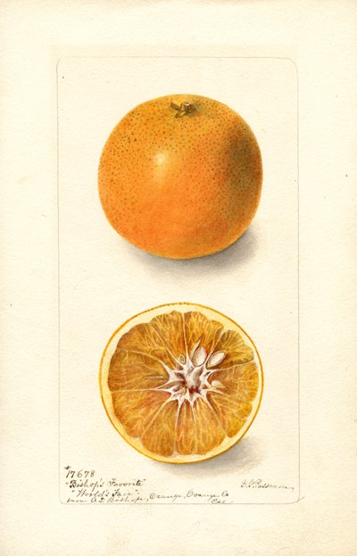 Appelsiner (Citrus sinensis: Bishops Favorite) (akvarel) af Deborah Griscom Passmore
