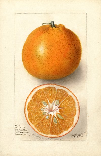 Appelsiner (Citrus sinensis: Thornton nr. 5) (akvarel) af Deborah Griscom Passmore