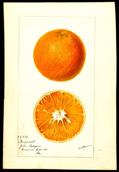 Appelsiner. Citrus sinensis: Nonpareil (akvarel på papir) af Deborah Griscom Passmore