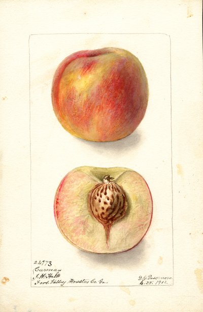Ferskner (Prunus persica: Carmen) (akvarel) af Deborah Griscom Passmore