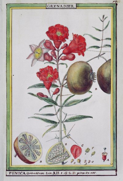 Granatæbletræ, fra Florindie eller Historie physico-economique des vegetaux de la Torride, 1789 af Delahaye