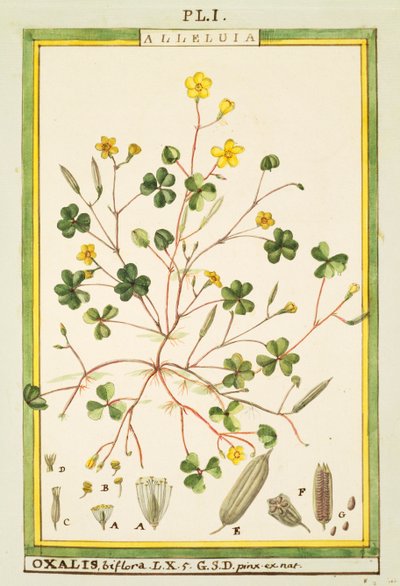 Bermuda ranunkel (Oxalis biflora eller pes-caprae), akvarel af Delahaye af Delahaye Delahaye