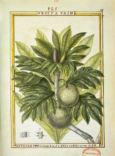 Brødfrugt (Artocarpus altilis), akvarel af Delahaye af Delahaye Delahaye