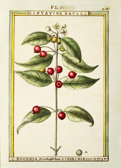 Brush Cherry (Eugenia pseudo-pridium), akvarel af Delahaye af Delahaye Delahaye