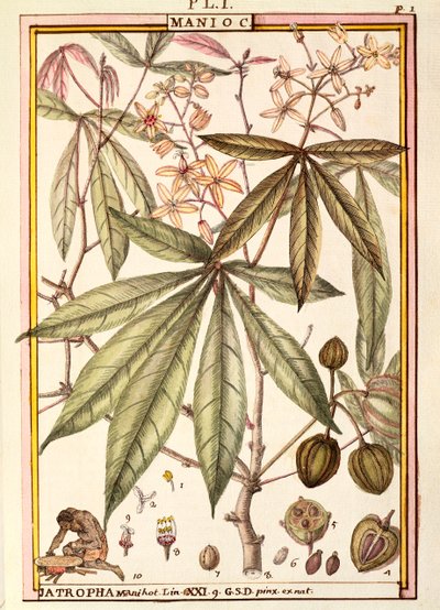 Cassava (Jatropha manihot), af Delahaye, akvarel af Delahaye Delahaye