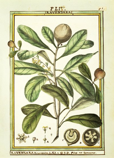 Cryptocarya Aromatica, akvarel af Delahaye af Delahaye Delahaye