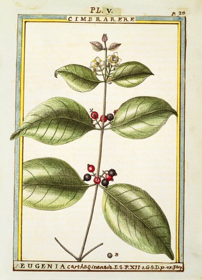 Eugenia Carthaginensis, akvarel af Delahaye af Delahaye Delahaye