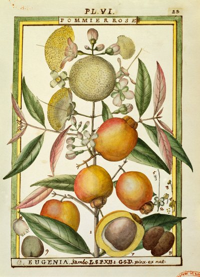 Malabar blomme eller roseæble (Eugenia Jambos eller Syzygium Jambos), akvarel af Delahaye af Delahaye Delahaye