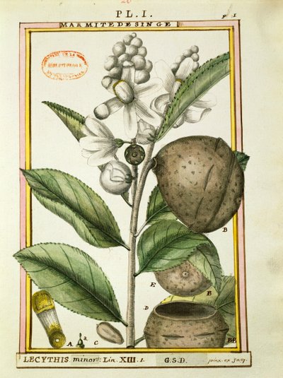 Monkey pot Nut (lecythis minor), akvarel af Delahaye af Delahaye Delahaye