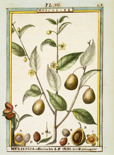 Muskatnød (Myristica fragrans eller officinalis), akvarel af Delahaye af Delahaye Delahaye