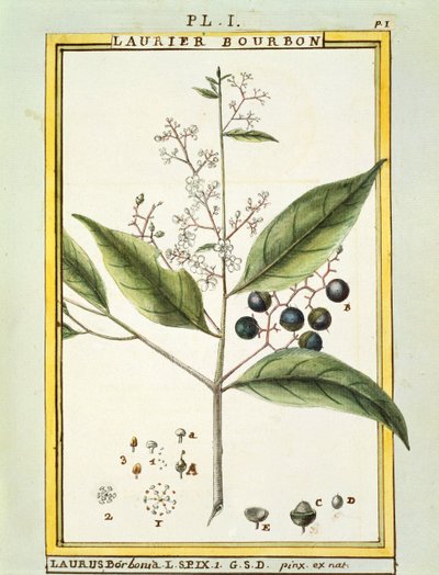Red Bay Tree (Laurus borbonia eller Persea carolinensis), akvarel af Delahaye af Delahaye Delahaye