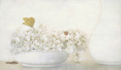 Sommerfugl på hvide blomster af Delphine Devos