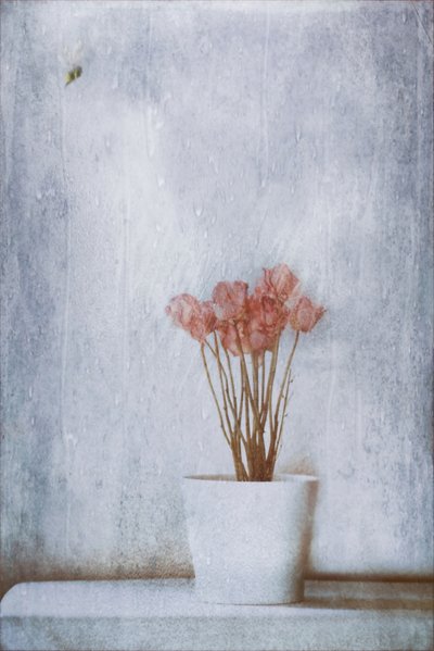 Fint tørrede blomster af Delphine Devos