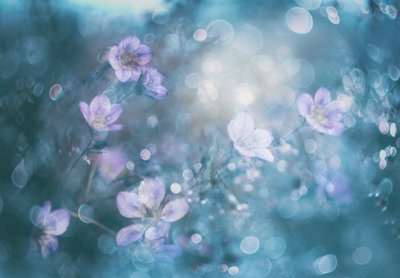 Drømmende blomster med bokeh-effekt af Delphine Devos