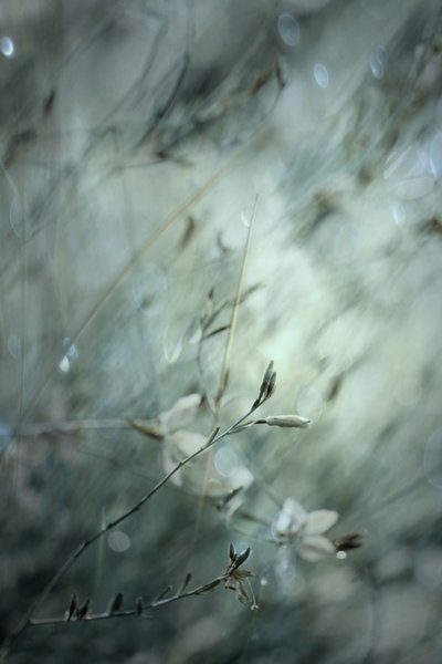 Drømmende blomsterbokeh af Delphine Devos