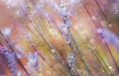 Drømmende lavendel-bokeh af Delphine Devos