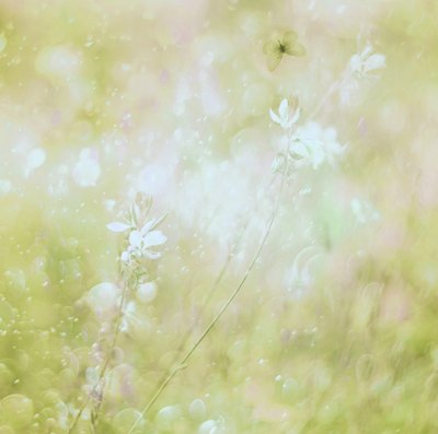 Drømmende pastelfarvede blomster af Delphine Devos