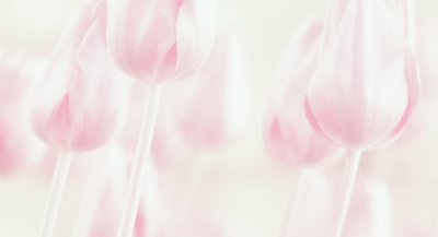 Drømmende pastelfarvede tulipaner af Delphine Devos