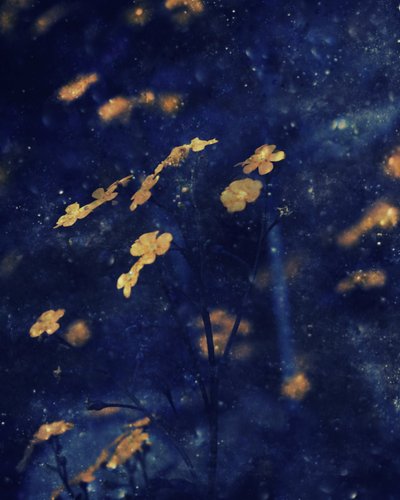 Golden Blossoms – Nattehimlen af Delphine Devos