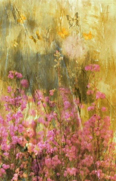 Sommerfugle i Golden Meadow af Delphine Devos