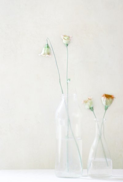 Blege blomster i glas af Delphine Devos
