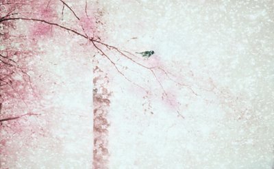 Fuglen med de lyserøde blomster af Delphine Devos