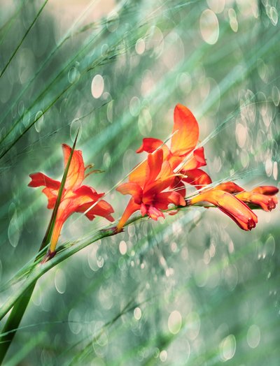 Levende orange blomster i haven af Delphine Devos