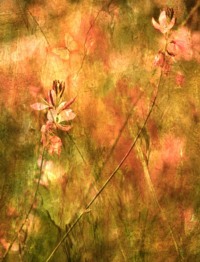 Varme efterårsblomster af Delphine Devos