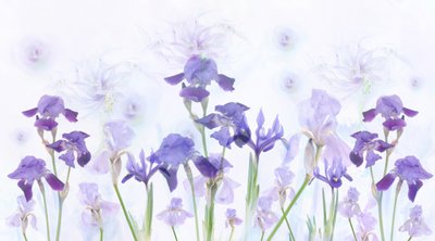 Drømmende lavendelfarvede iris af Denis O Reilly