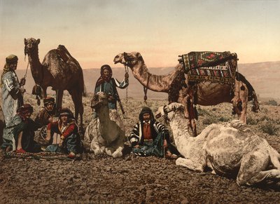 Camels Halting in the Desert, Holy Land, ca. 1890 (fotomekanisk tryk) af Detroit Photographic Co.