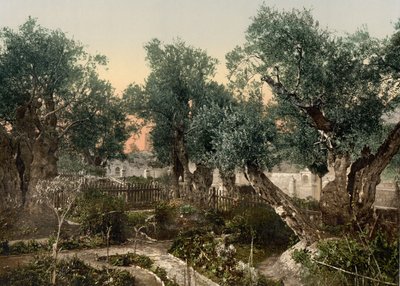 Getsemane Have, Jerusalem, Det Hellige Land, ca. 1890-c. 1900 (fotokromtryk) af Detroit Photographic Co.