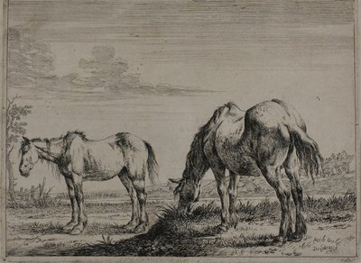 Grazing Horse, plade tre fra Series of Horses af Dirck Stoop