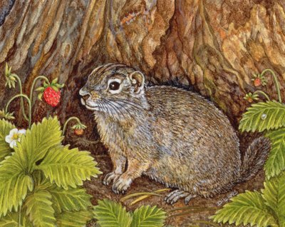Eagle Creek, Wild Strawberry, Ground Squirrel, 1995 (akryl på panel) af Ditz