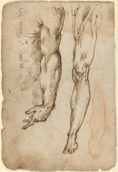 Anatomiske Studier af Domenico Beccafumi