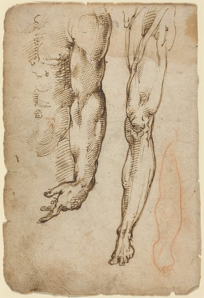 Anatomiske undersøgelser af Domenico Beccafumi