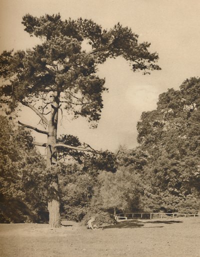 I Hadley Woods, rest af den gamle kongelige jagtskov i Enfield Chase, c1935. af Donald McLeish