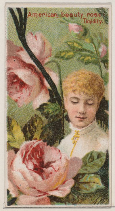 American Beauty Rose: Timidity, fra serien Floral Beauties and Language of Flowers N..., 1892. af Donaldson Brothers