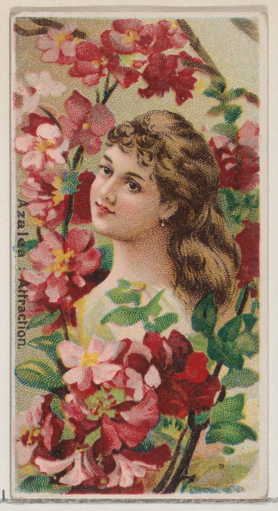 Azalea: Attraction, fra serien Floral Beauties and Language of Flowers N75 for Duke..., 1892. af Donaldson Brothers